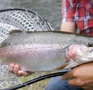 Image result for Steelhead Fly Fishing