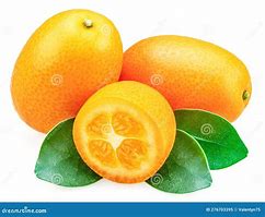 Image result for Kumquat Fruit Green and Orange