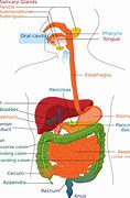 Image result for Frog Digestive System Diagram Labeled