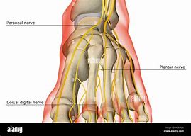 Image result for foot nerves anatomy