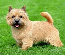 Image result for Terrier Dog Breeds List