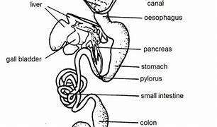 Image result for Frog Digestive System Diagram Labeled