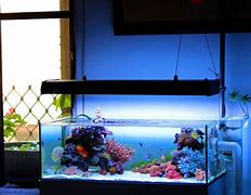 Image result for Shallow Fish Tank