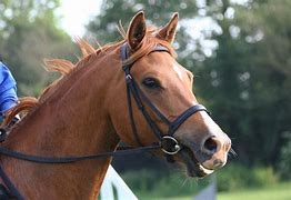 Image result for Riding Bridle