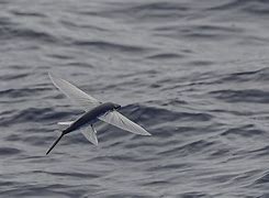 Image result for Flying Fishing