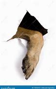 Image result for Foot of Dog