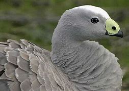 Image result for Cape Barren Geese