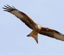 Image result for Ragged Kites