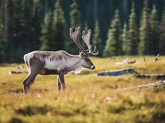 Image result for Caribou Reindeer Tim Plowden