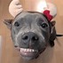 Image result for Smiling Doggo Low Resolution