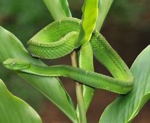 Image result for Examples of Camouflage Animals