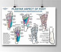 Image result for Foot Anatomy Plantar Arch