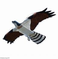 Image result for Osprey Hawk