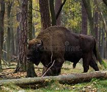 Image result for Polish Bison