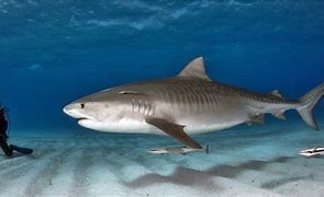 Image result for Tiger Shark Location