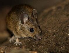 Image result for Meadow Vole and Woodland Volvo