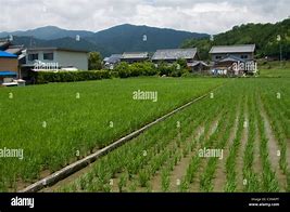 Image result for Japanese Rice Paddies