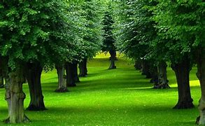 Image result for Cool Tree Wallpapers