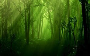 Image result for Enchanted Forest Pics