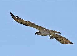 Image result for Pacific Osprey