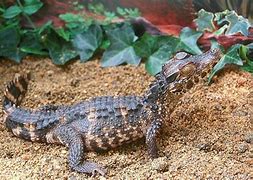 Image result for Paleosuchus