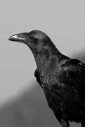 Image result for Anime Crows Cute GIF