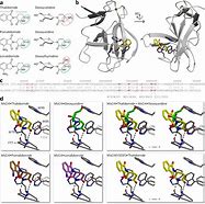 Image result for Cereblon Ligands Glue