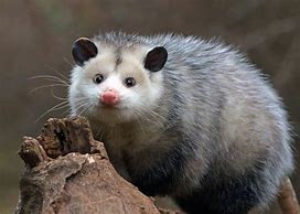 Image result for Possum Homes