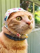 Image result for How to Make a Cat Bandana