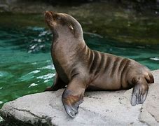 Image result for Sea Lion Kingdom