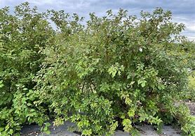 Image result for Osier Dogwood Buds