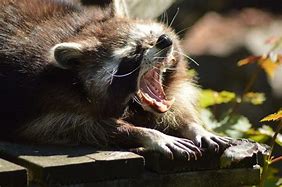 Image result for Rabid Raccoon Pics