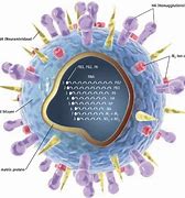 Image result for What Is the Bird Flu Virus