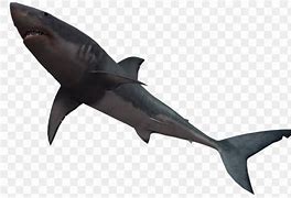 Image result for Bull Shark Clip Art