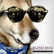 Image result for Blind Pet Meme