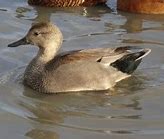 Image result for Gadwall