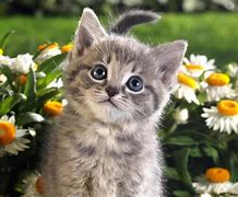 Image result for Kitten Spring Flowers