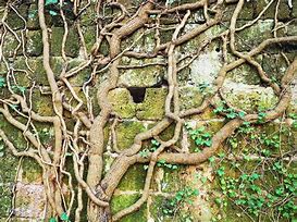 Image result for Gothic Vines