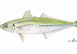 Image result for Jack Mackerel Pouch