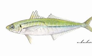 Image result for Jack Mackerel Can JPEG