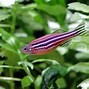 Image result for Fish Ulcer Danio