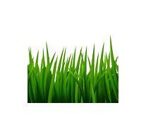 Image result for Baby Grass Clip Art