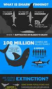 Image result for Shark Finning