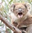 Image result for Koala Bear Sleep