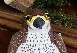 Image result for Falcon Plush