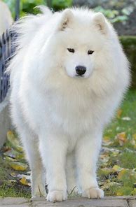 Image result for White Puffy Doggo