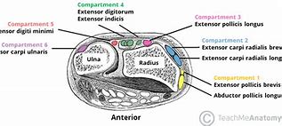 Image result for Extensor Tendons Dorsal Hand