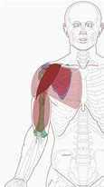 Image result for Shoulder Deltoid Anatomy