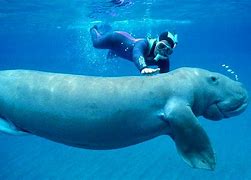 Image result for Dugongs Being Cute