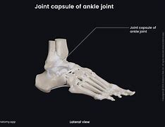 Image result for Joint Surfaces Ankle